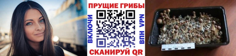 Псилоцибиновые грибы GOLDEN TEACHER  Киселёвск 